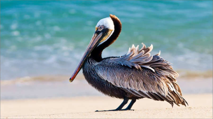 pelicano en grecia